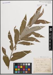 Foto von Salix cinerea L.